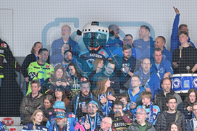 Eishockey, Herren, DEL, Saison 2022-2023, Playoff-Halbfinale - Spiel 1, ERC Ingolstadt - Adler Mannheim, 31.03.2023