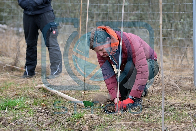 Eishockey, Herren, DEL, Saison 2023-2024, ERC Ingolstadt - Baumpflanzaktion, 02.03.2024