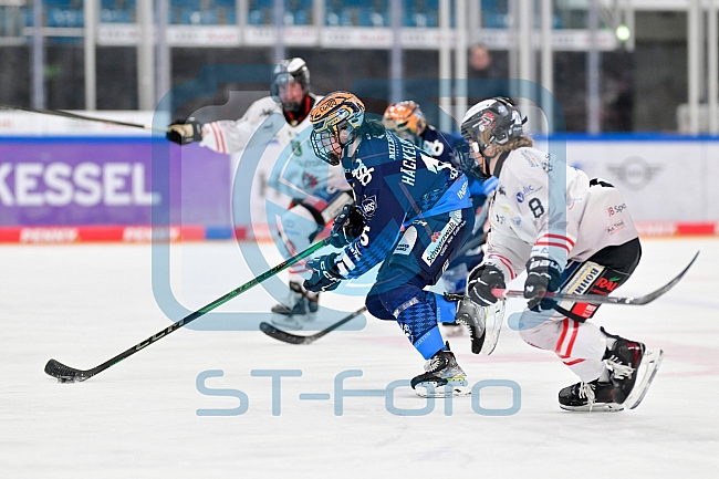 Eishockey, Frauen, DFEL, Saison 2024-2025, ERC Ingolstadt - ECDC Memmingen Indians, 16.11.2024