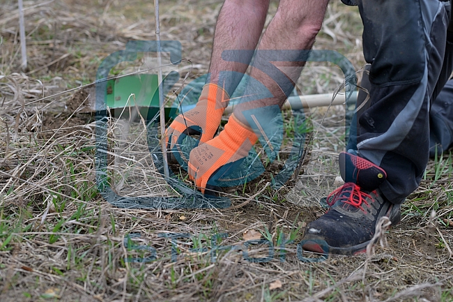 Eishockey, Herren, DEL, Saison 2023-2024, ERC Ingolstadt - Baumpflanzaktion, 02.03.2024