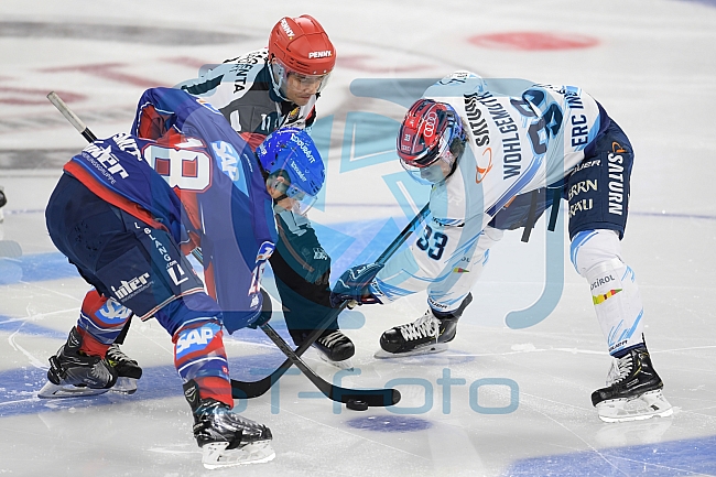 Eishockey, Herren, DEL, Saison 2020-2021, Adler Mannheim - ERC Ingolstadt, 24.01.2021