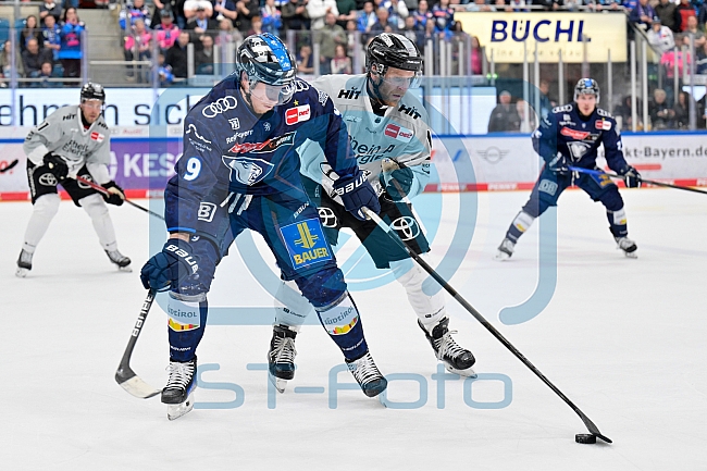 Eishockey, Herren, DEL, Saison 2024-2025, Playoffs Halbfinale, Spiel 5, ERC Ingolstadt - Kölner Haie, 11.04.2025