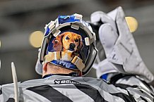 Eishockey, Herren, DEL, Saison 2024-2025, Playoffs Viertelfinale, Spiel 6, Nürnberg Ice Tigers - ERC Ingolstadt, 28.03.2025