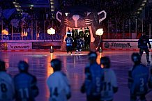 Eishockey, Herren, DEL, Saison 2024-2025, Spieltag 36, ERC Ingolstadt - Kölner Haie, 12.01.2025