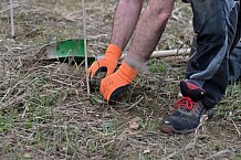 Eishockey, Herren, DEL, Saison 2023-2024, ERC Ingolstadt - Baumpflanzaktion, 02.03.2024