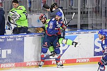 Eishockey, Herren, DEL, Saison 2020-2021, Adler Mannheim - ERC Ingolstadt, 15.02.2021