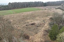 Eishockey, Herren, DEL, Saison 2023-2024, ERC Ingolstadt - Baumpflanzaktion, 03.03.2024