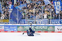 Eishockey, Herren, DEL, Saison 2024-2025, Spieltag 19, ERC Ingolstadt - Grizzlys Wolfsburg, 24.11.2024