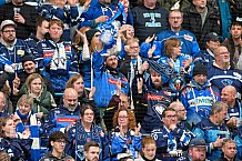 Eishockey, Herren, DEL, Saison 2024-2025, Spieltag 36, ERC Ingolstadt - Kölner Haie, 12.01.2025