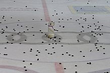 ERC Ingolstadt vs Eisbaeren Berlin am 22.02.2019, Spieltag 49